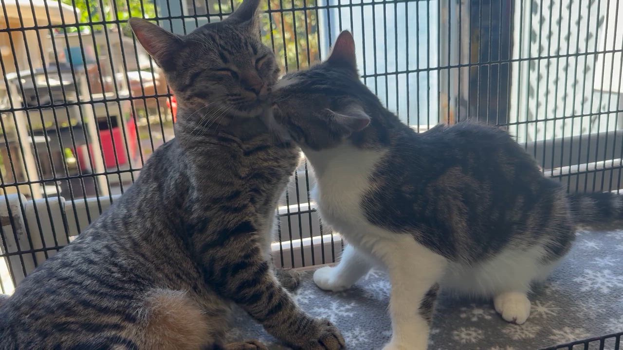 Enlarge Purrlock Holmes, an adopted Tabby in Newport Beach, CA video 6/6