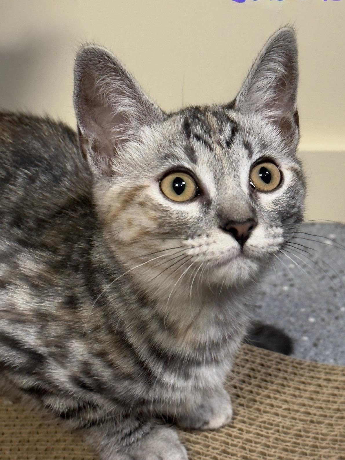 Sophia, Adoptable, Kitten Female Dilute Tortoiseshell.