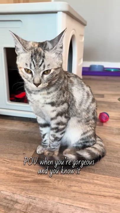 Enlarge Sophia, a Adoptable Dilute Tortoiseshell in Petaluma, CA video 4/4