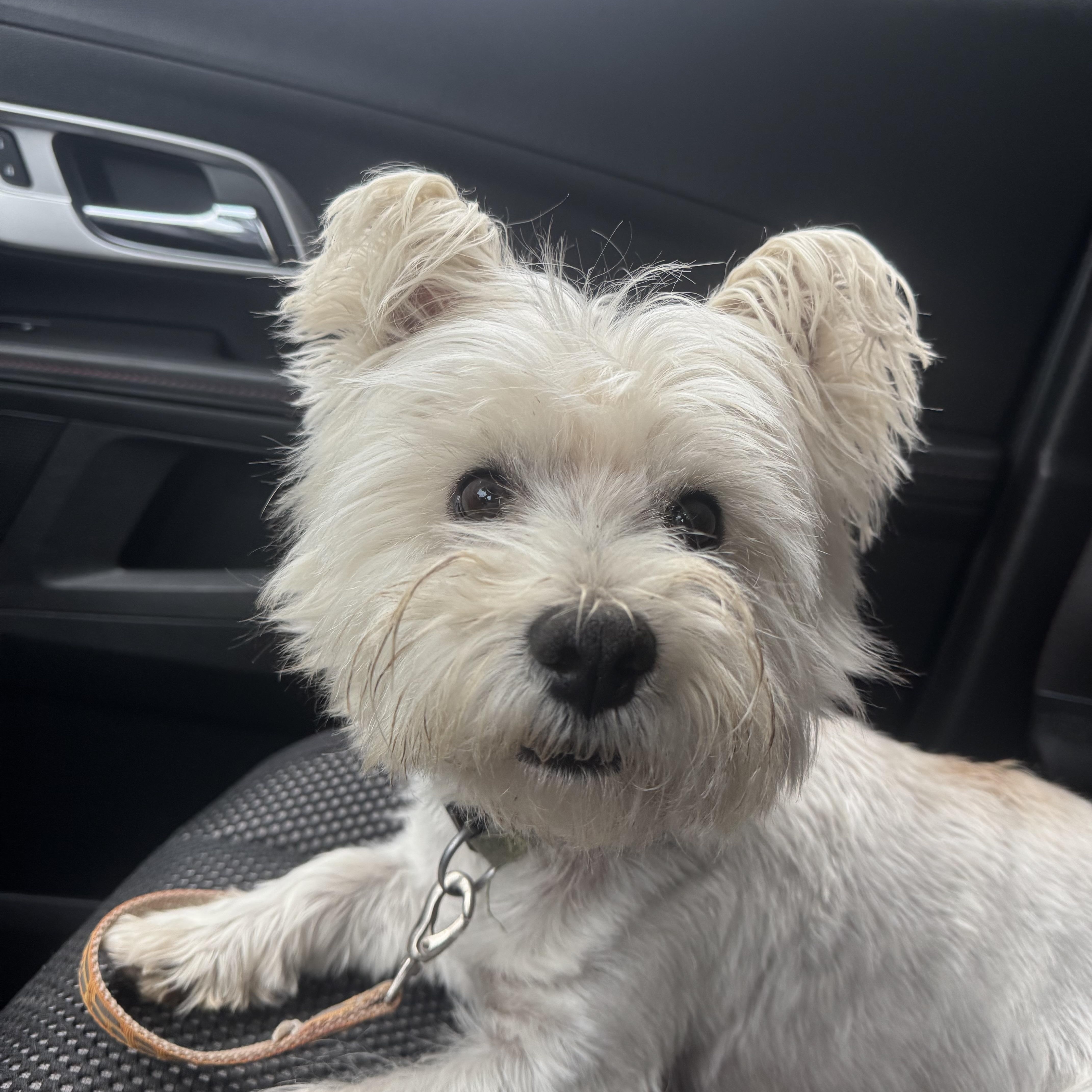 Louie! Sweet westie! , ADOPTABLE, Adult Male West Highland White Terrier / Westie.
