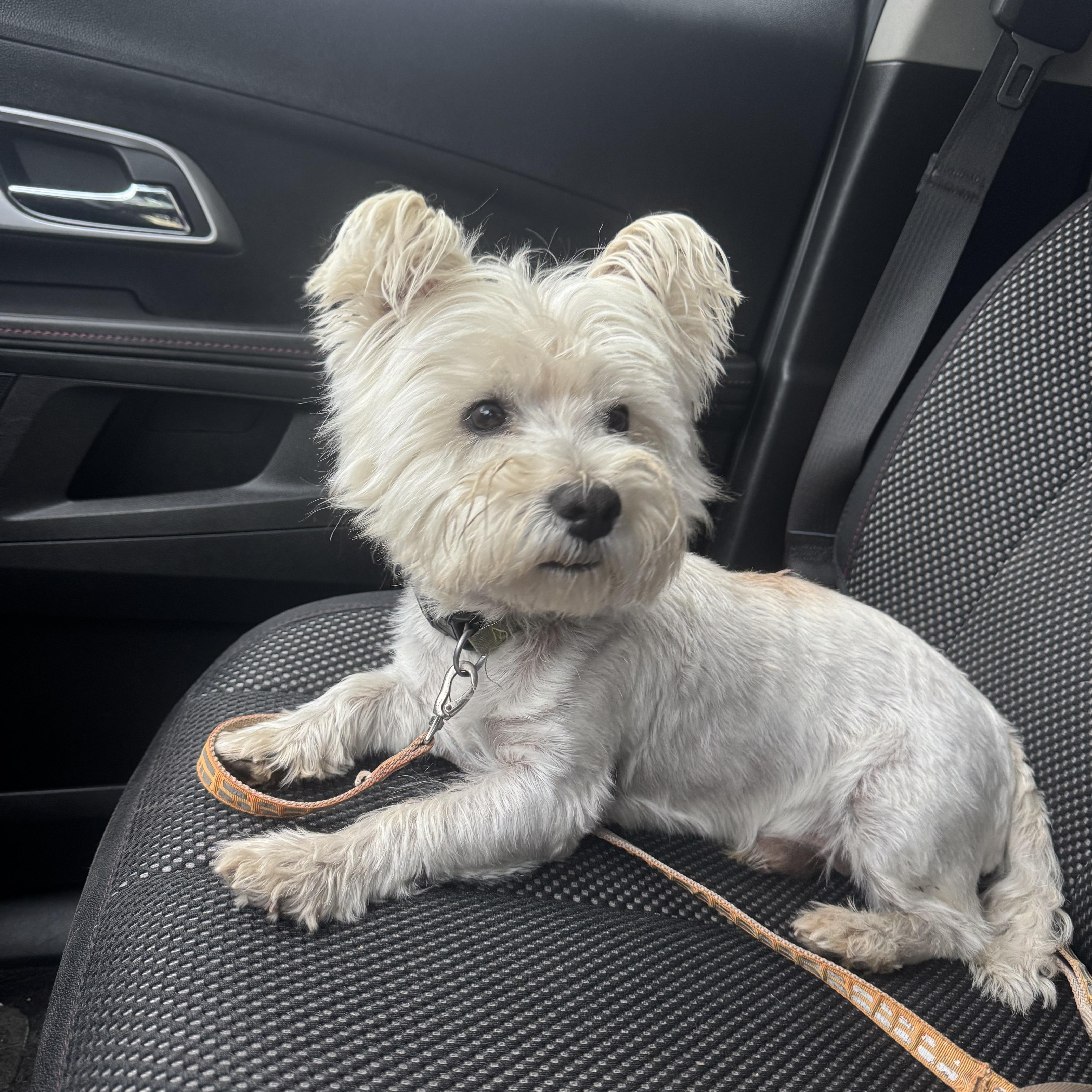 Enlarge Louie! Sweet westie! , a ADOPTABLE West Highland White Terrier / Westie in RUSSIAVILLE, IN image 3/3