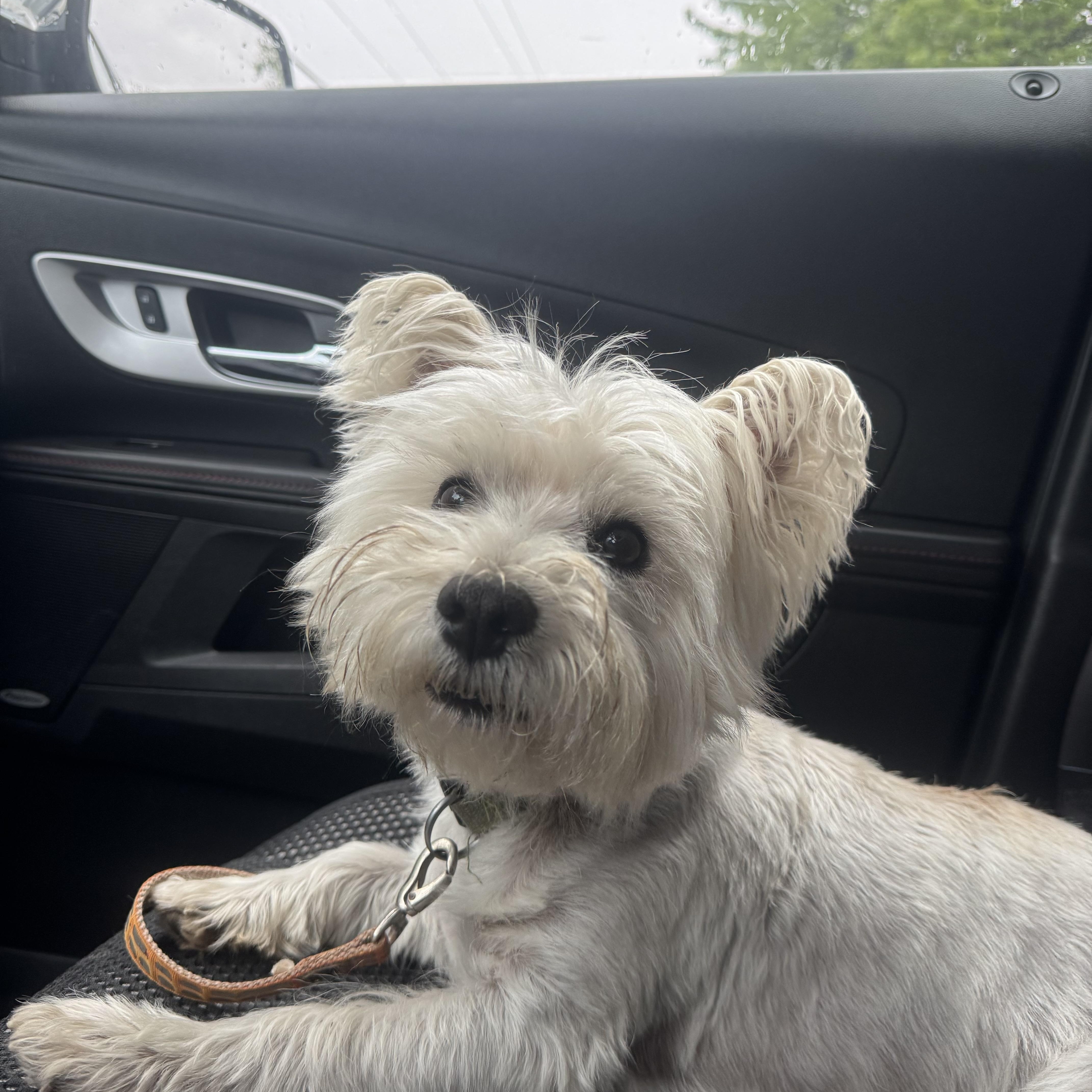 Enlarge Louie! Sweet westie! , a ADOPTABLE West Highland White Terrier / Westie in RUSSIAVILLE, IN image 2/3