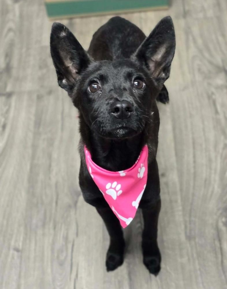 Dawn, Adoptable, Adult Female Border Collie.