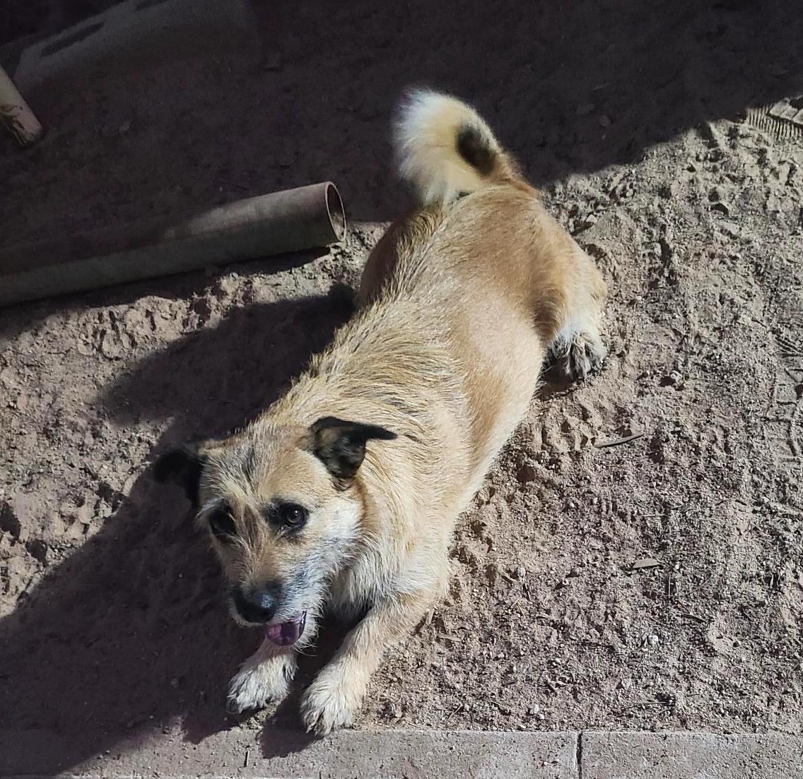 Sandy (6), an adoptable Terrier in Mexicali, BCN, 21280 | Photo Image 4