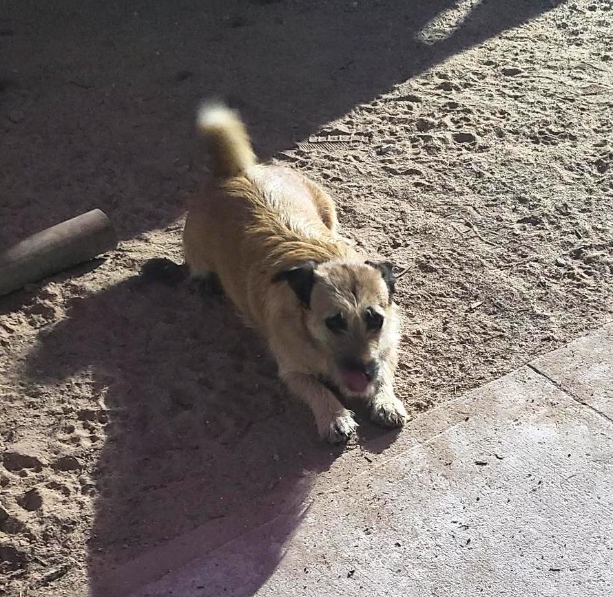 Sandy (6), a Adoptable mixed breed in Mexicali, BCN image 3/6