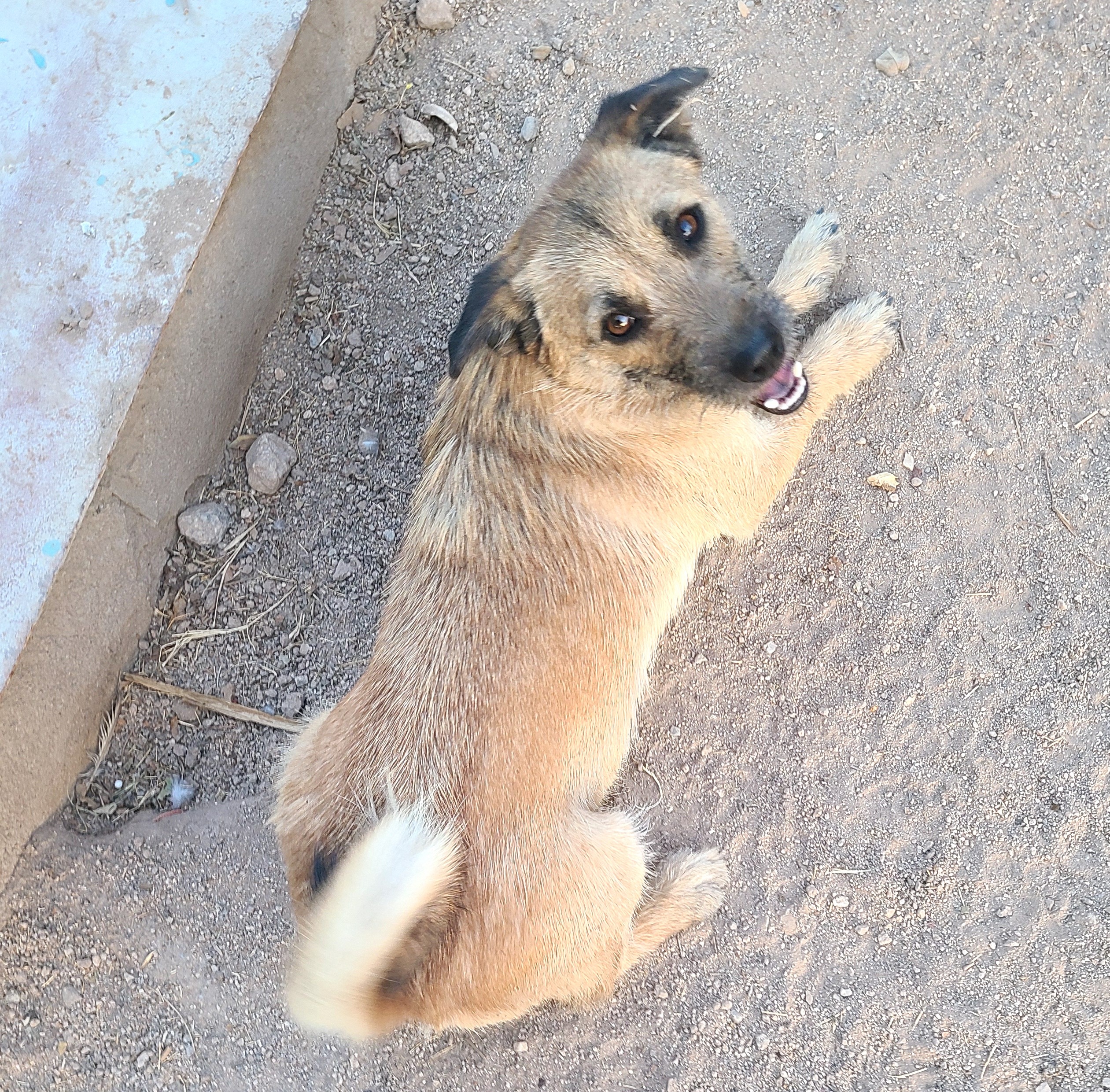 Sandy (6), a Adoptable mixed breed in Mexicali, BCN image 5/6