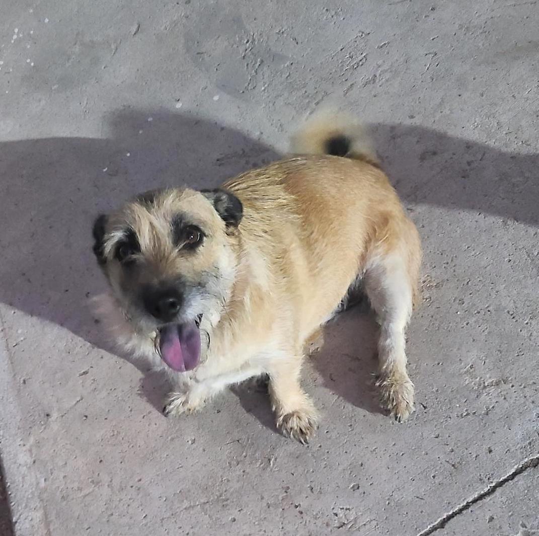 Sandy (6), Adoptable, Adult Female Terrier.