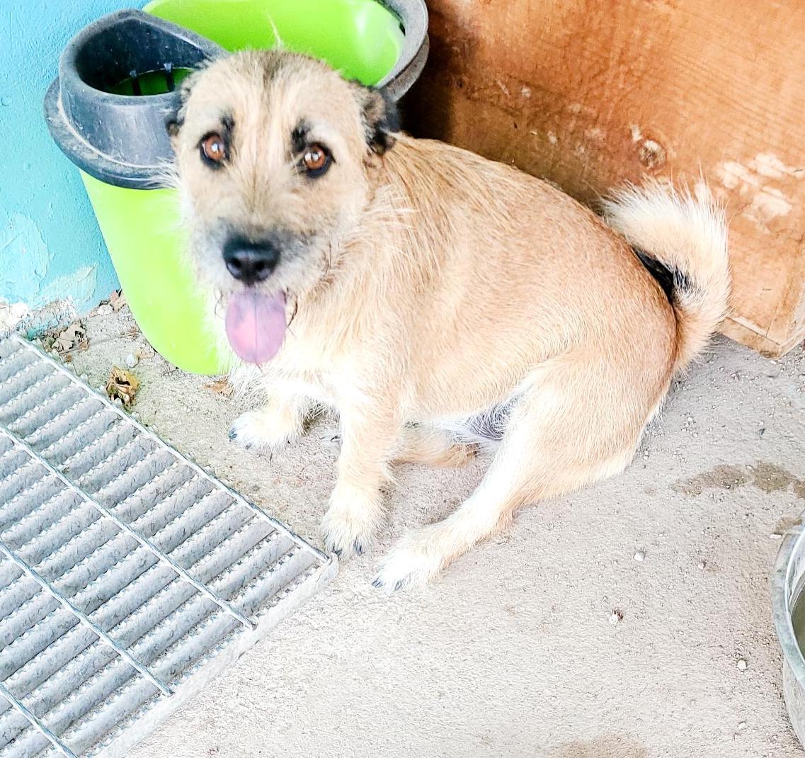 Sandy (6), Adoptable, Adult Female Terrier.