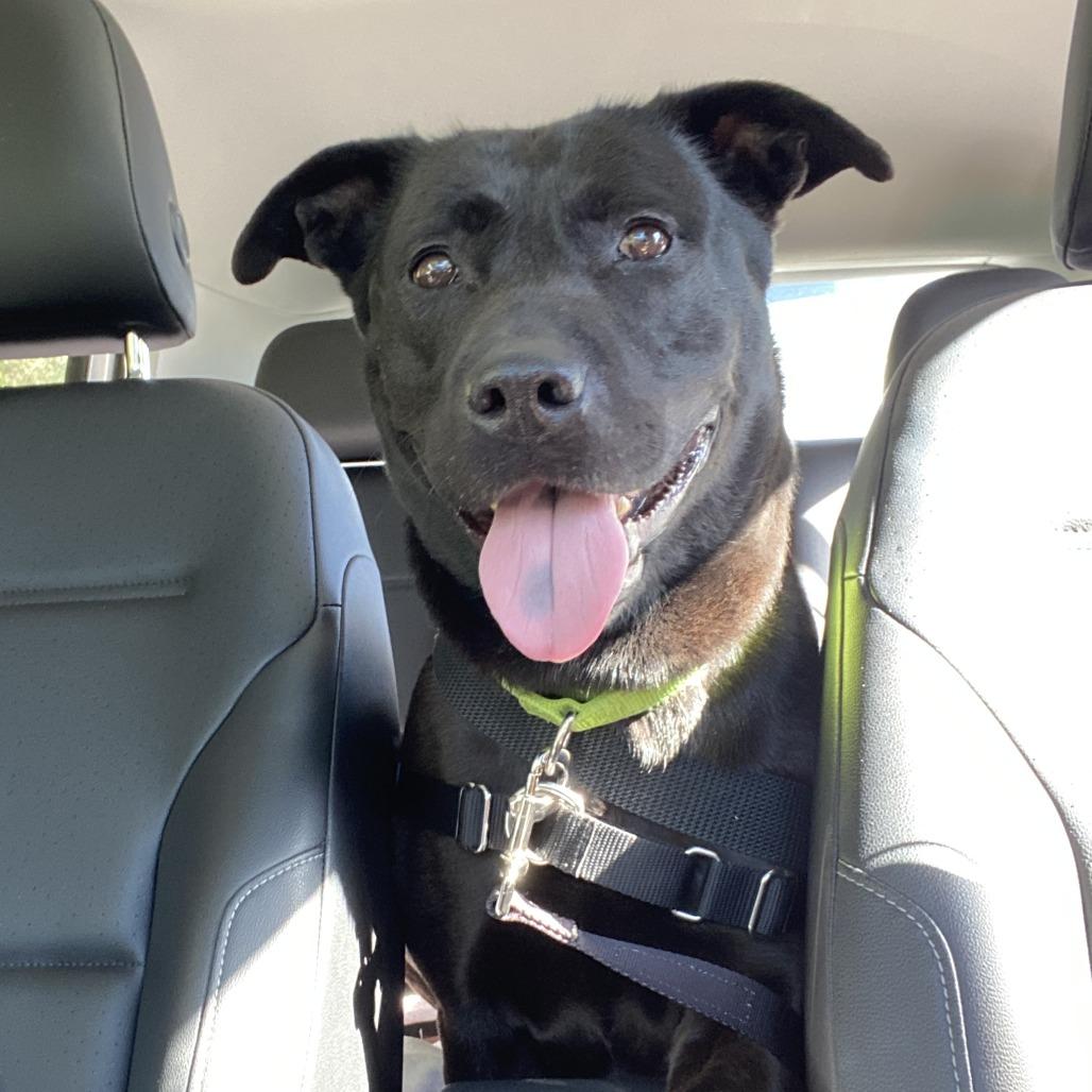 Billie Bones, Adoptable, Adult Female Labrador Retriever.