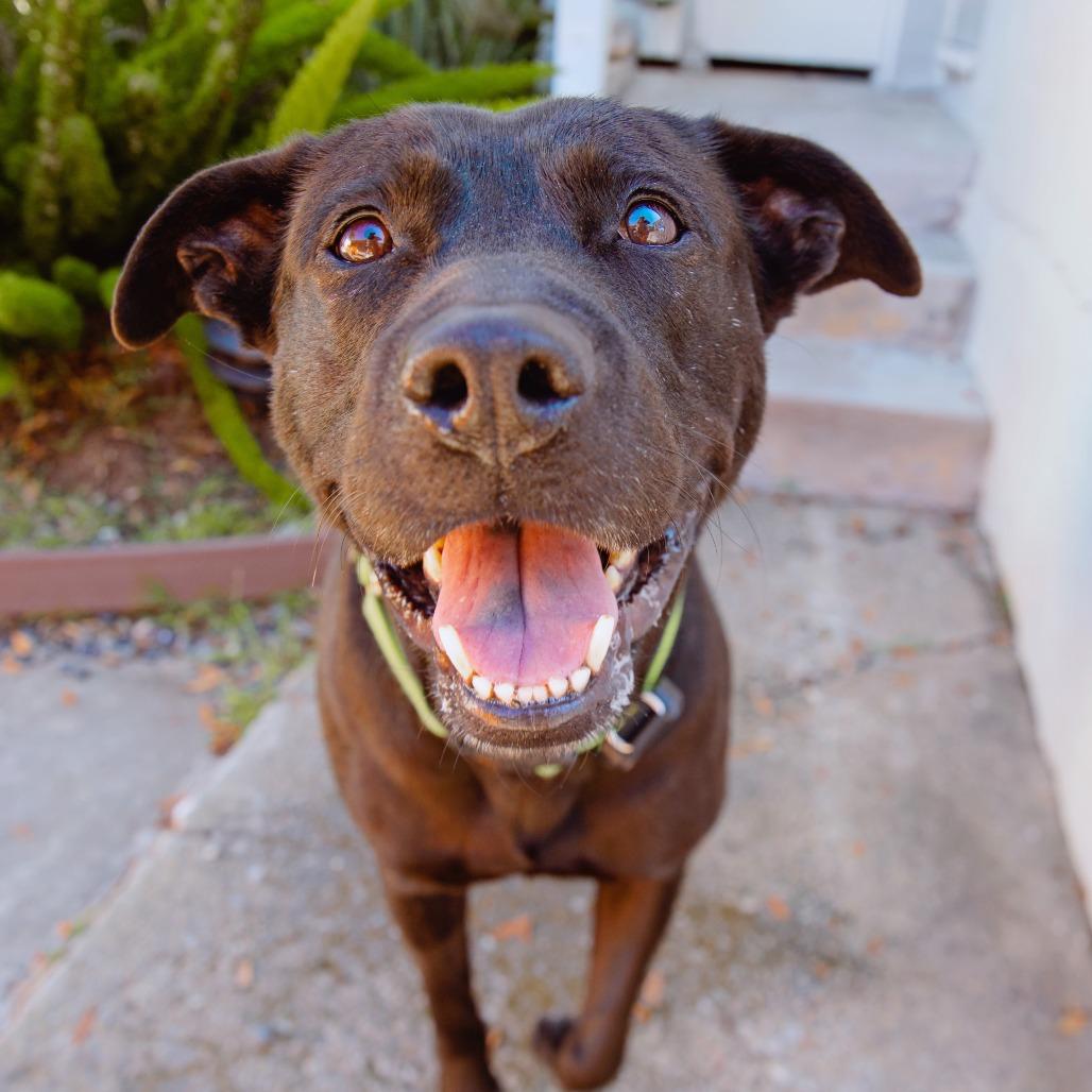 Enlarge Billie Bones, a Adoptable mixed breed in Los Angeles, CA image 1/4