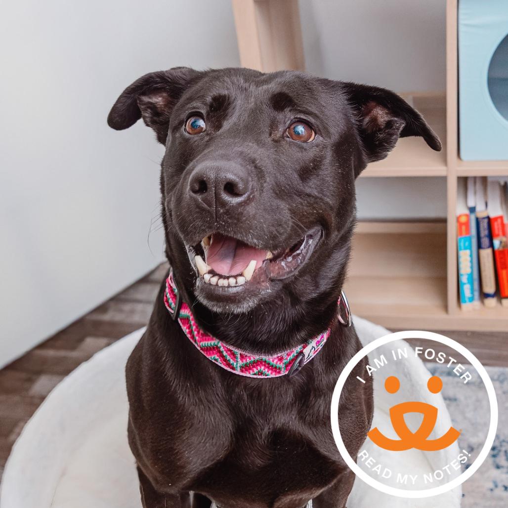 Enlarge Billie Bones, a Adoptable mixed breed in Los Angeles, CA image 2/4