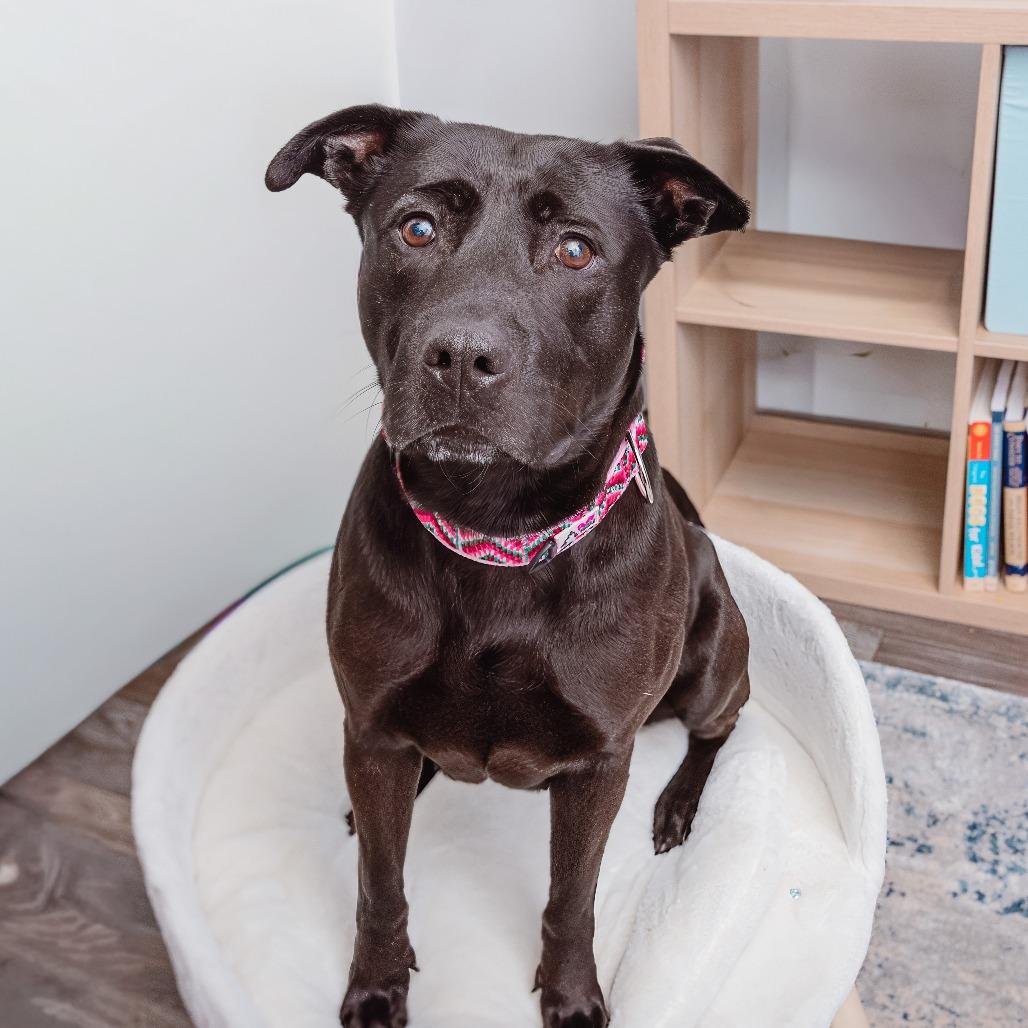 Enlarge Billie Bones, a Adoptable mixed breed in Los Angeles, CA image 3/4