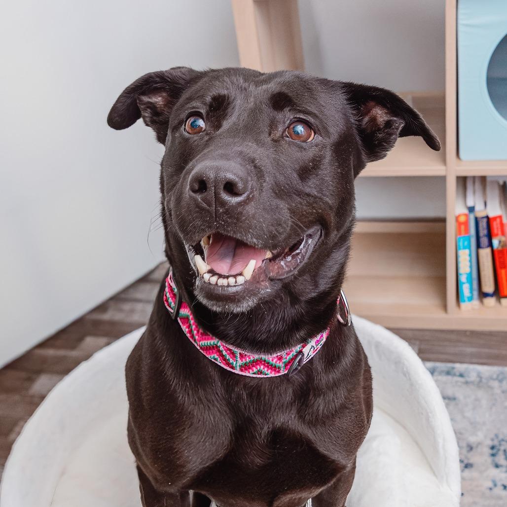 Enlarge Billie Bones, a Adoptable mixed breed in Los Angeles, CA image 4/4