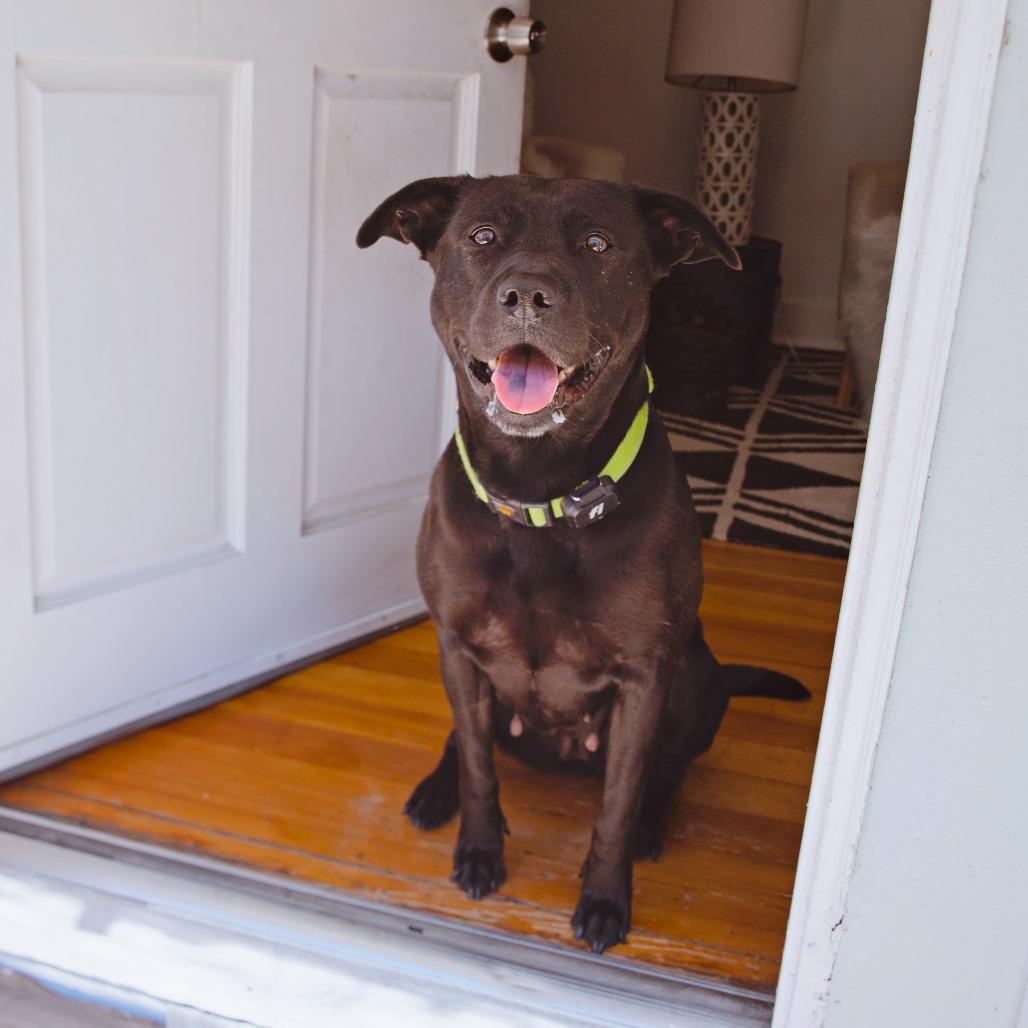 Enlarge Billie Bones, a Adoptable mixed breed in Los Angeles, CA image 4/4