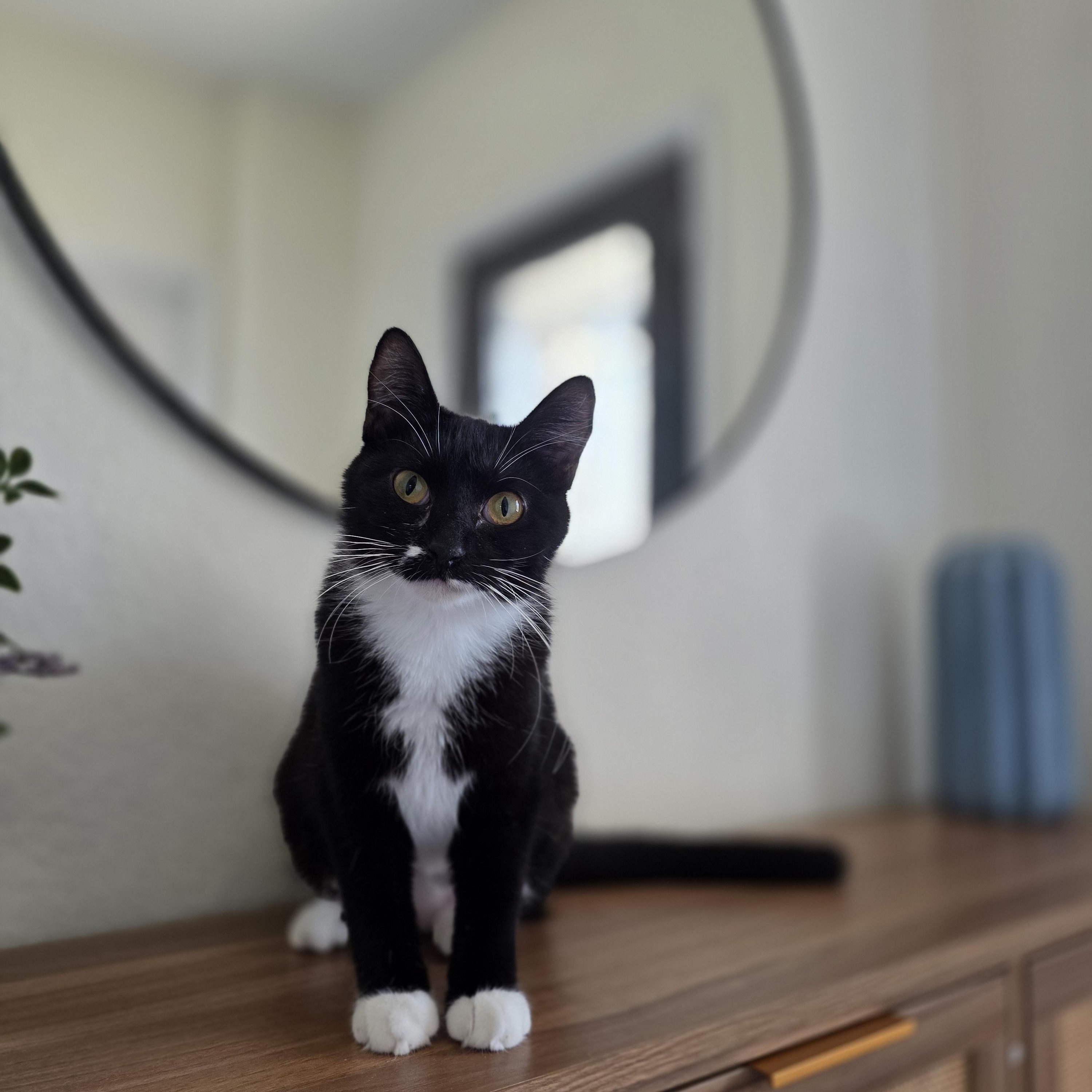 Bella photo