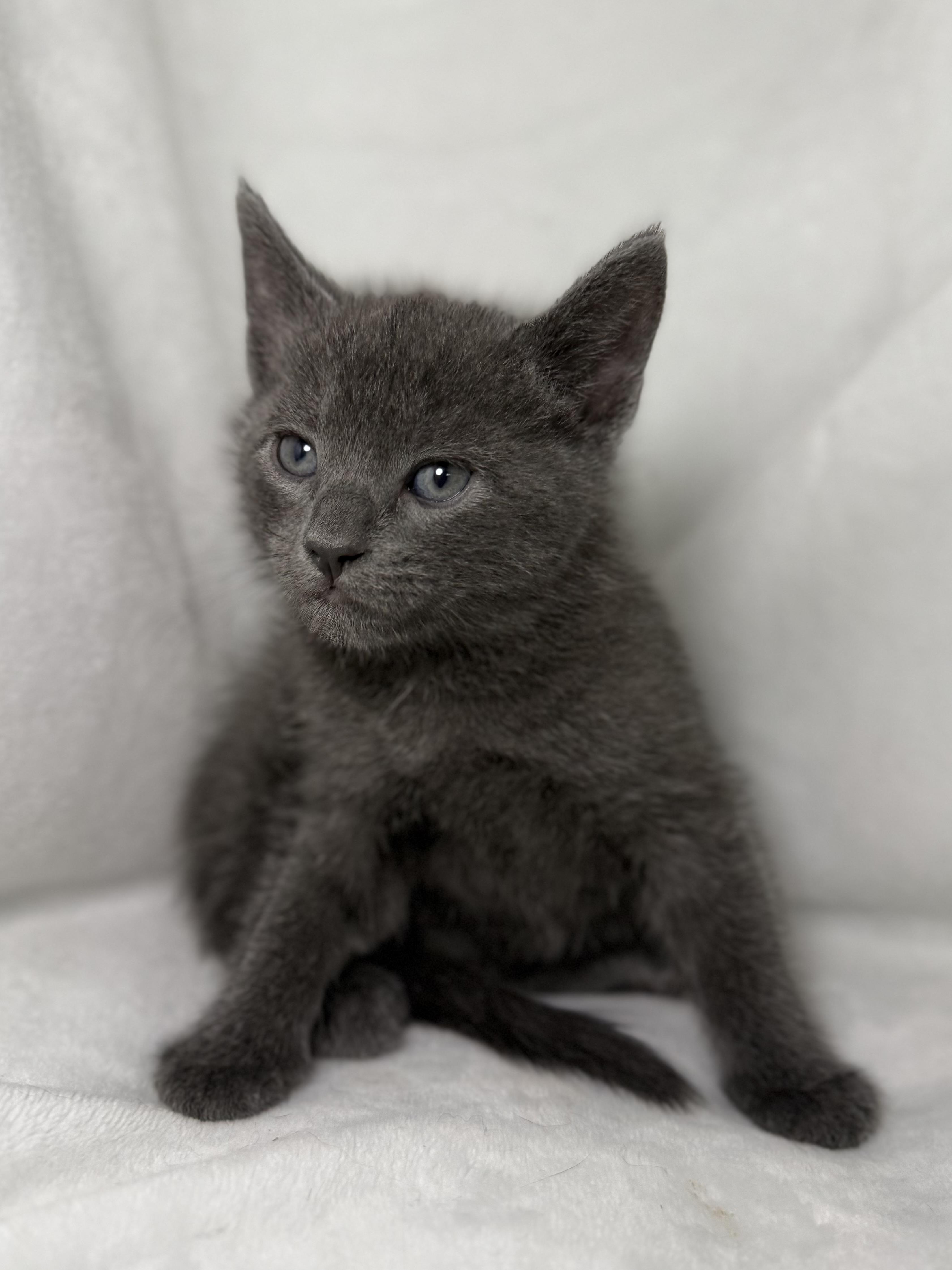Enlarge Barbossa, an adoptable Domestic Short Hair in Greensboro, NC image 5/5