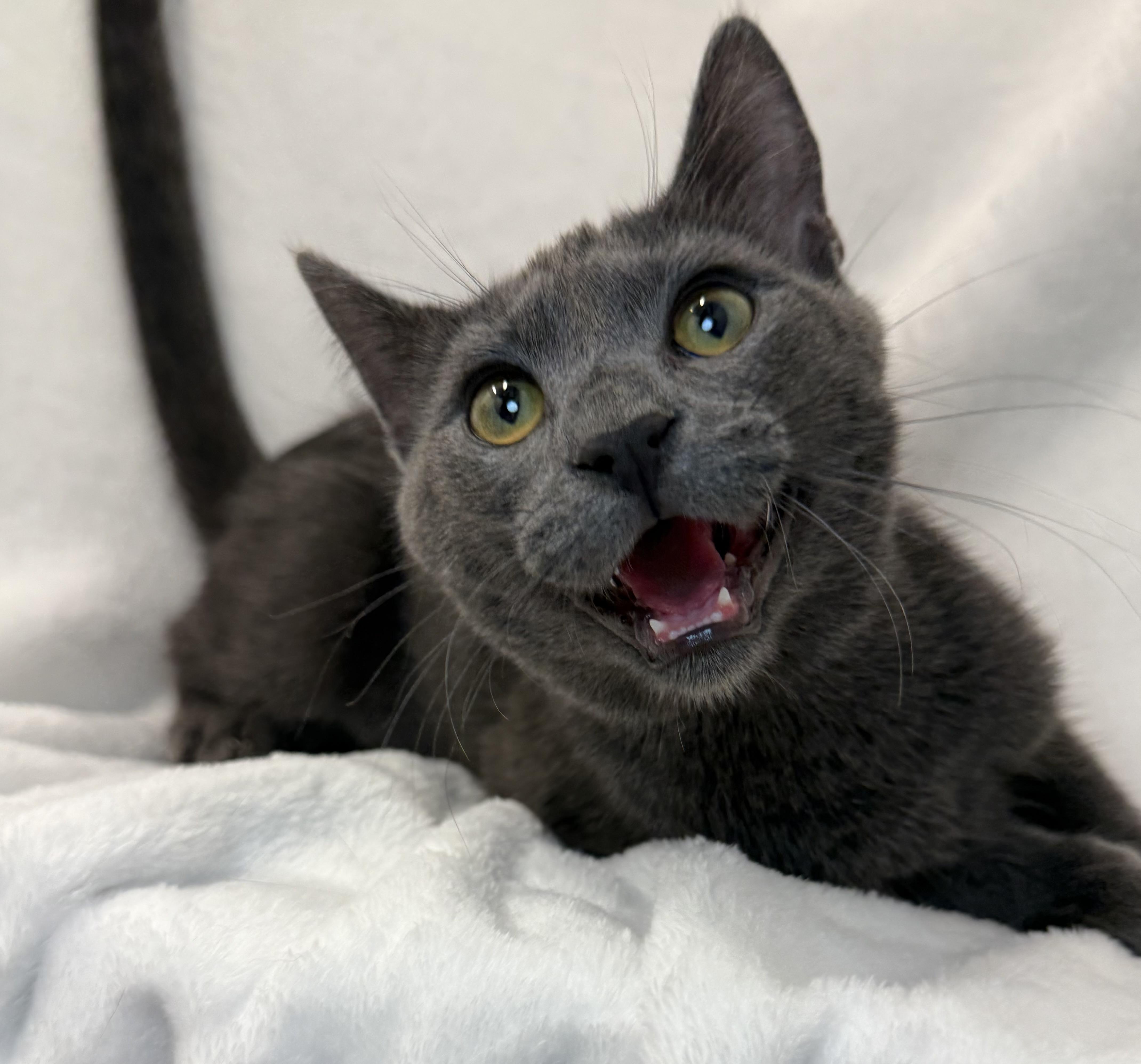 Enlarge Barbossa, an adoptable Domestic Short Hair in Greensboro, NC image 3/5