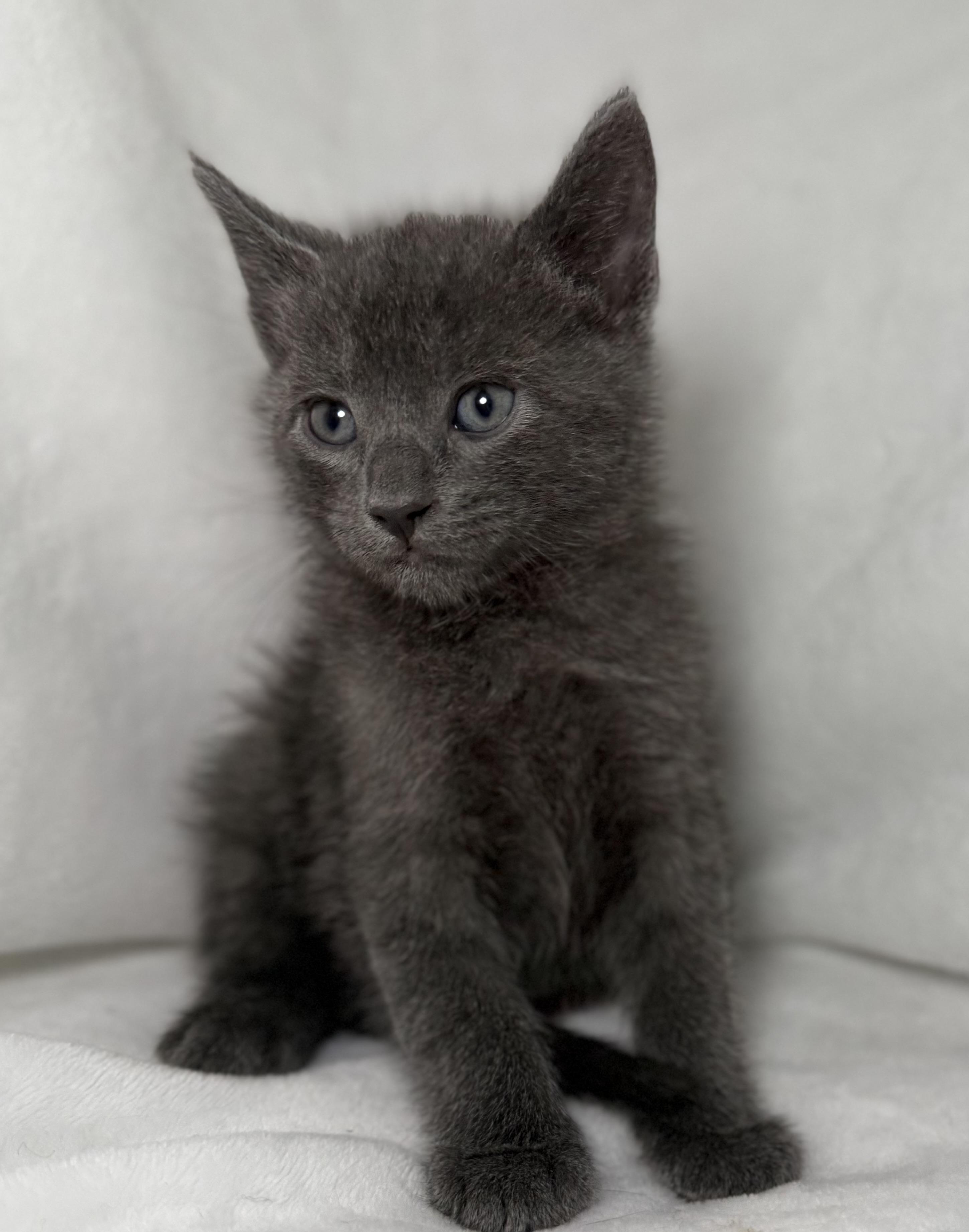 Enlarge Barbossa, an adoptable Domestic Short Hair in Greensboro, NC image 4/5