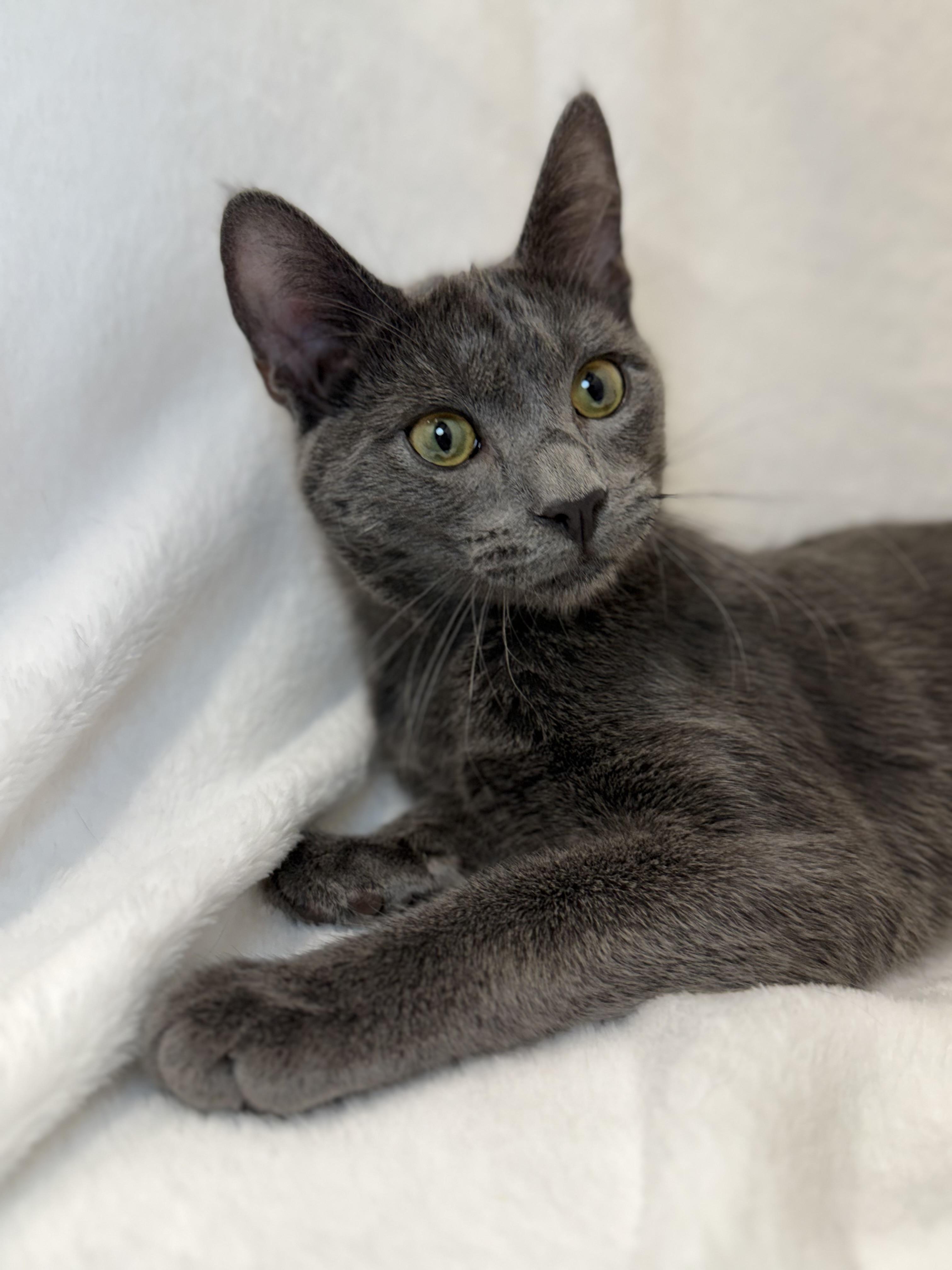 Enlarge Barbossa, an adoptable Domestic Short Hair in Greensboro, NC image 2/5