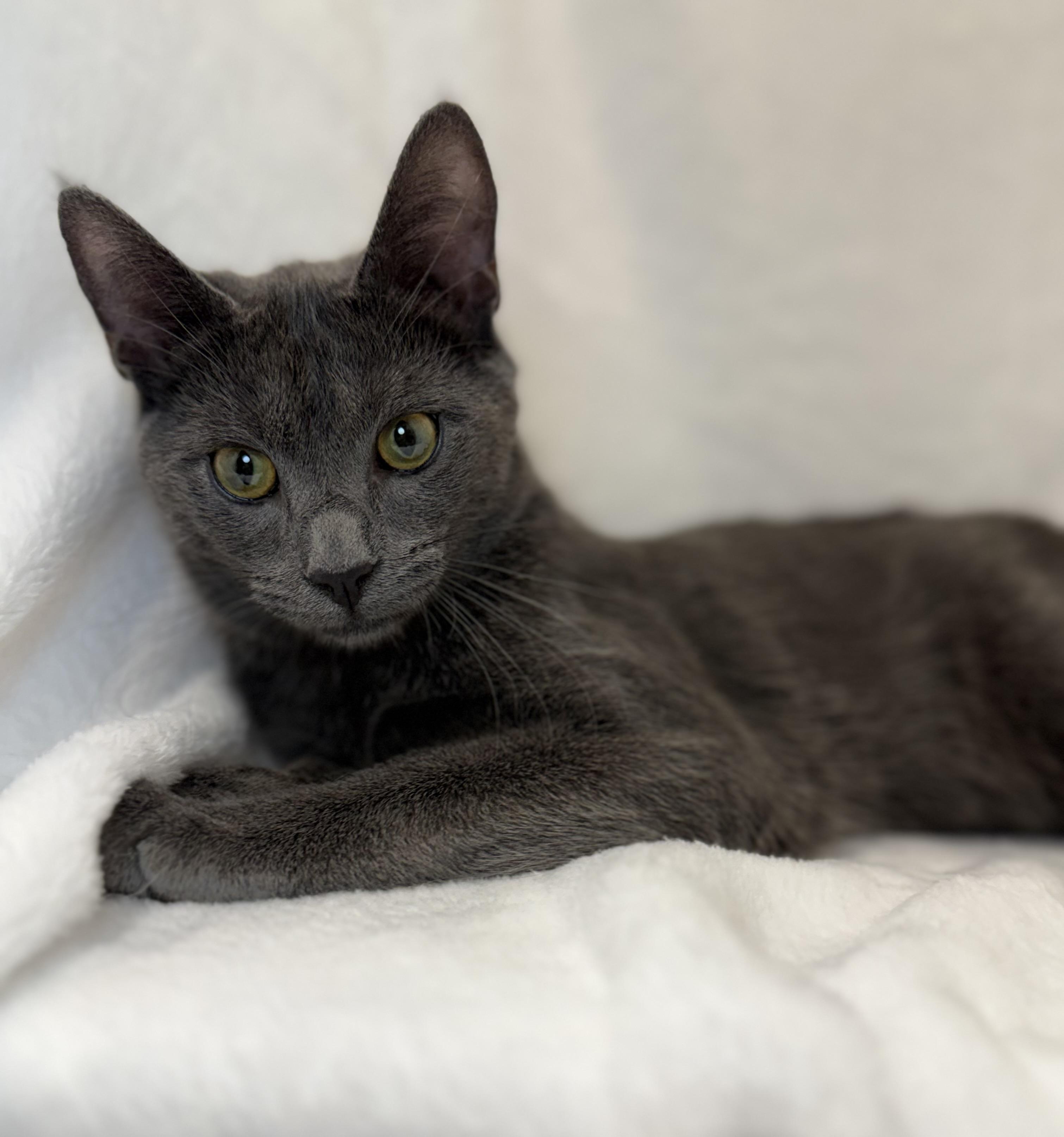 Barbossa, adoptable, Kitten Male Domestic Short Hair.