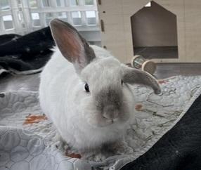 Lulu, Adoptable, Adult Male American Sable & Lop Eared.