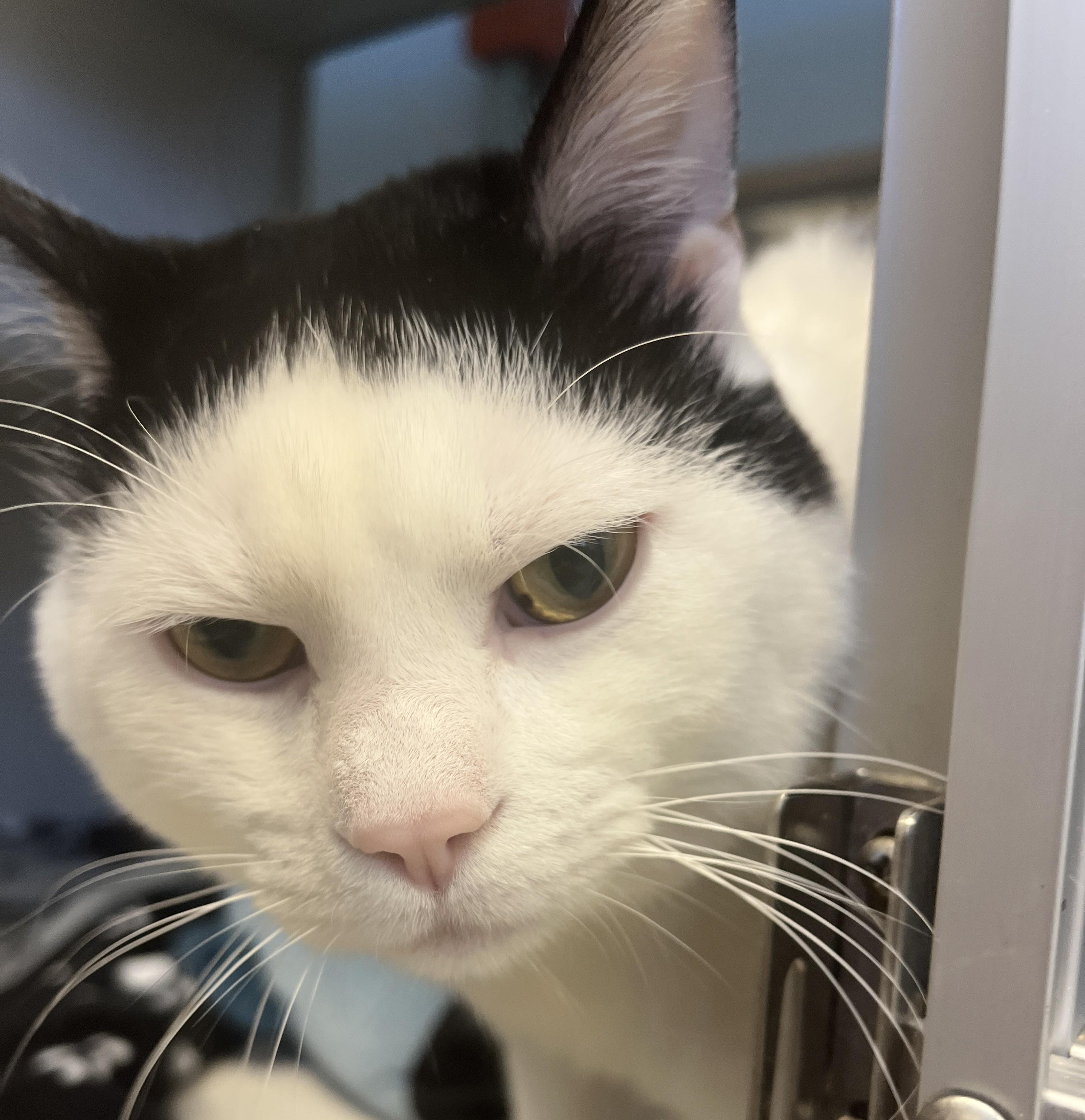 Polar Bear, a ADOPTABLE Domestic Short Hair in Cedar Rapids, IA image 2/2