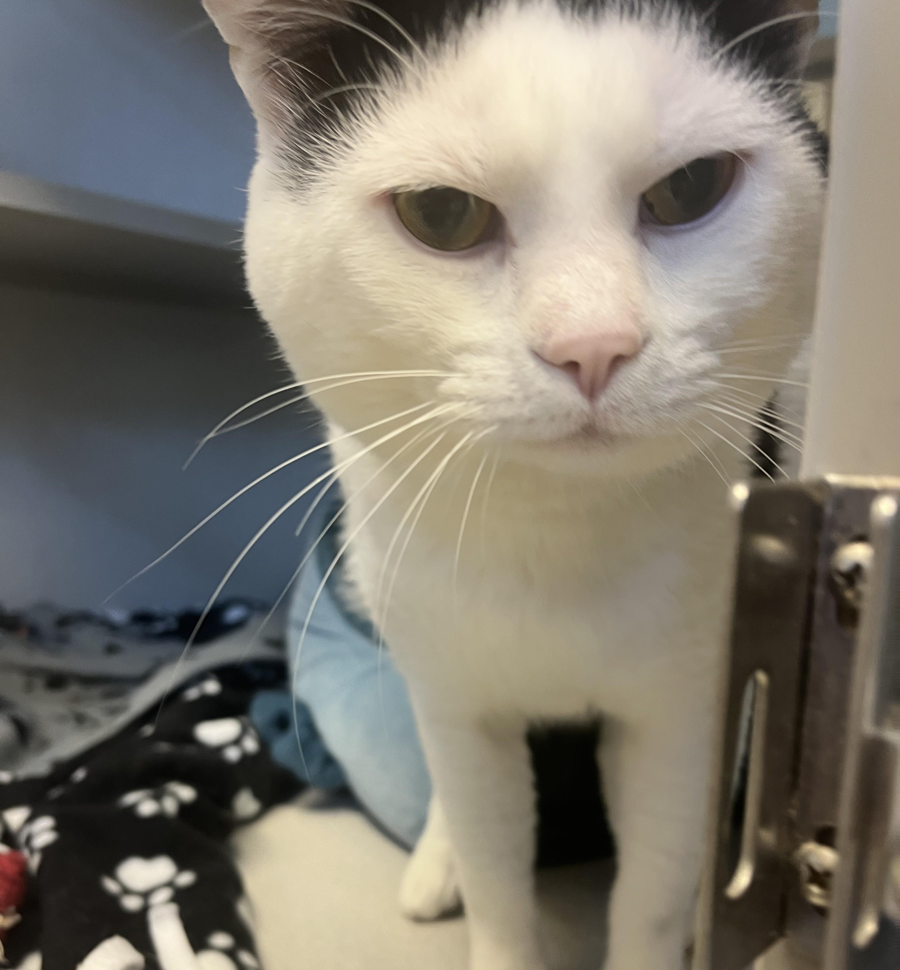 Polar Bear, a ADOPTABLE Domestic Short Hair in Cedar Rapids, IA image 1/2