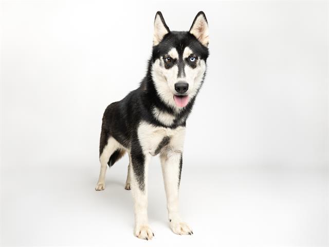 Enlarge BANDIT, a Adoptable mixed breed in Santa Cruz, CA image 1/1
