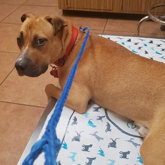 Enlarge Bentley, a Adoptable mixed breed in Fort Lupton, CO image 3/6