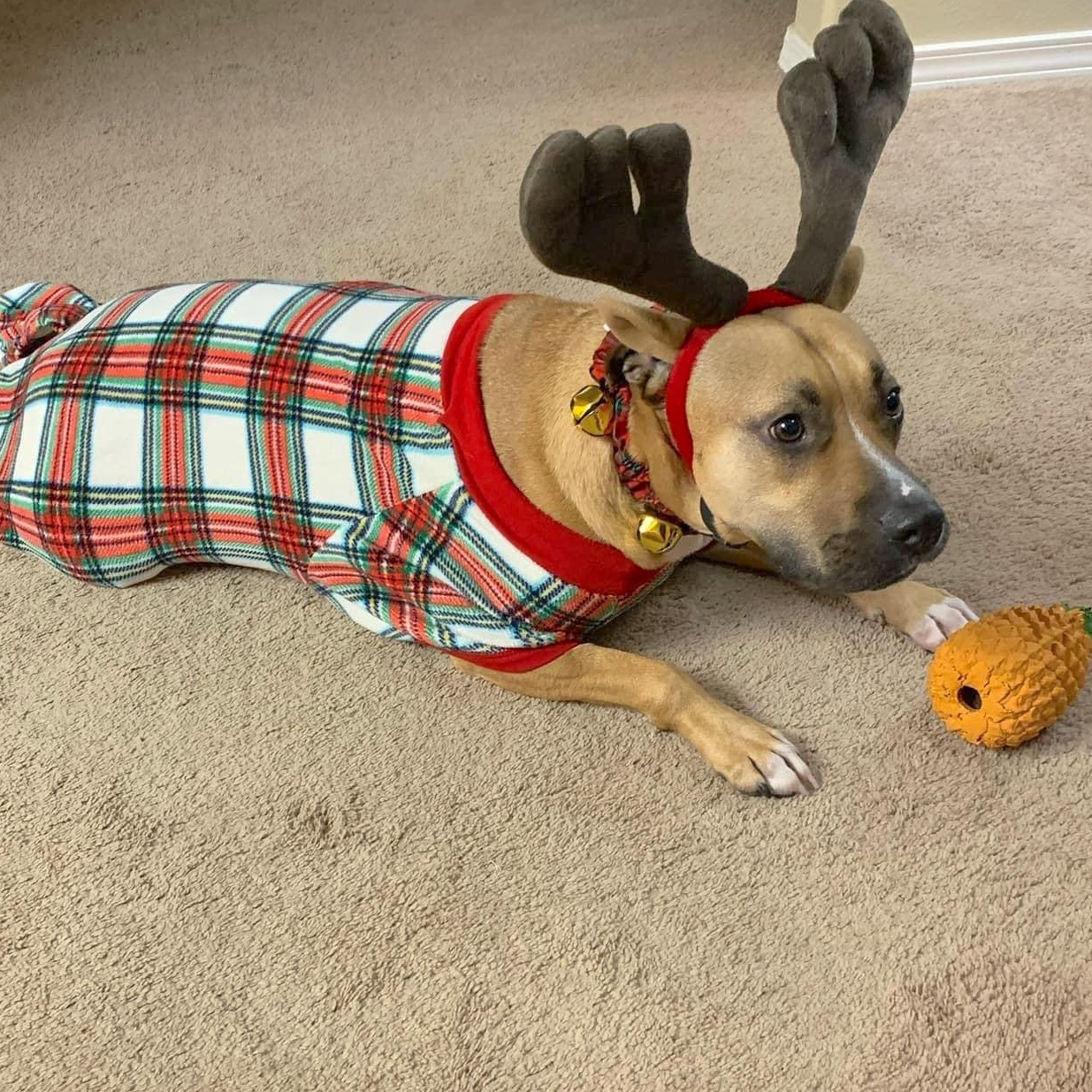 Enlarge Bentley, a Adoptable mixed breed in Fort Lupton, CO image 6/6