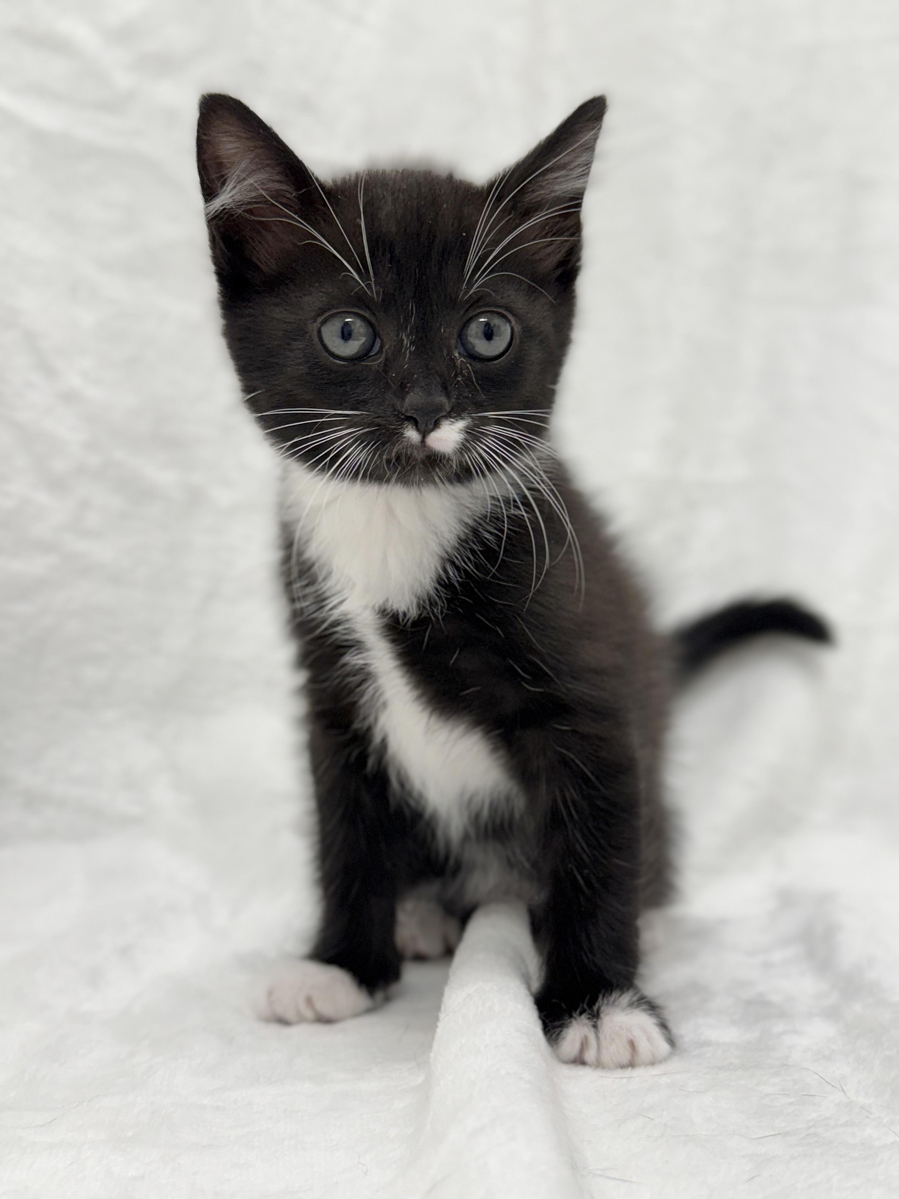 Raven, Adoptable, Kitten Female Domestic Short Hair & Tuxedo.