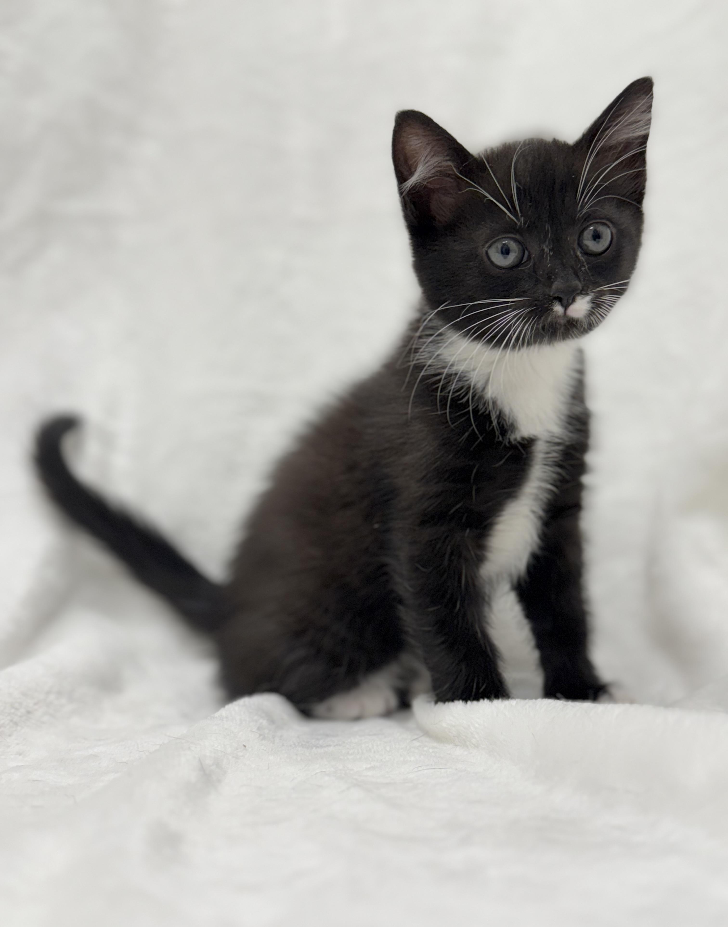 Raven, a Adoptable mixed breed in Greensboro, NC image 2/4