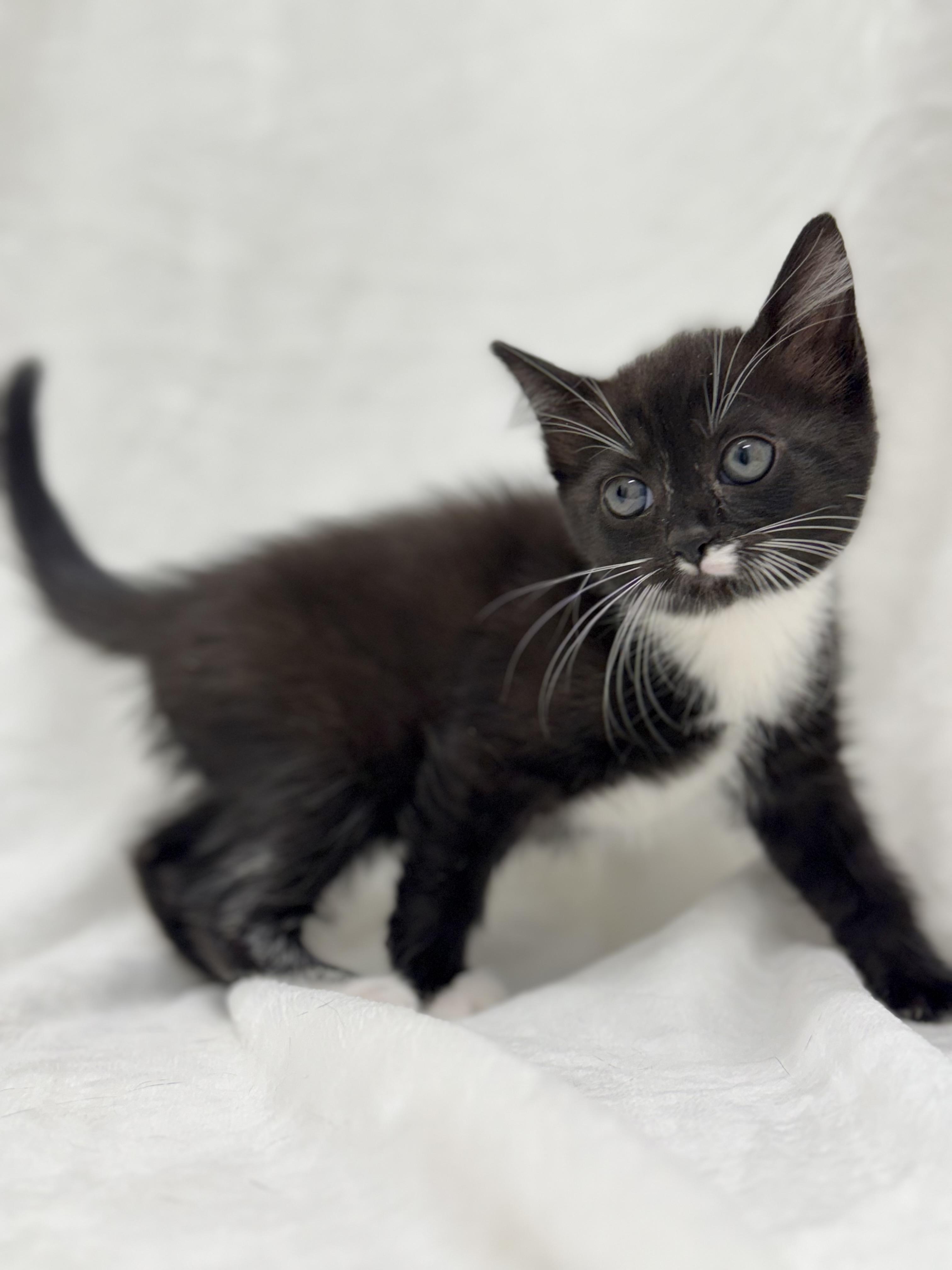 Raven, Adoptable, Kitten Female Domestic Short Hair & Tuxedo.