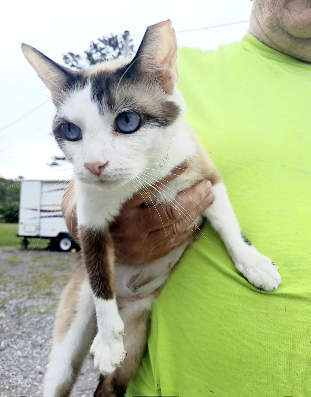 Baby Girl-Siamese, Adoptable, Adult Female Siamese.