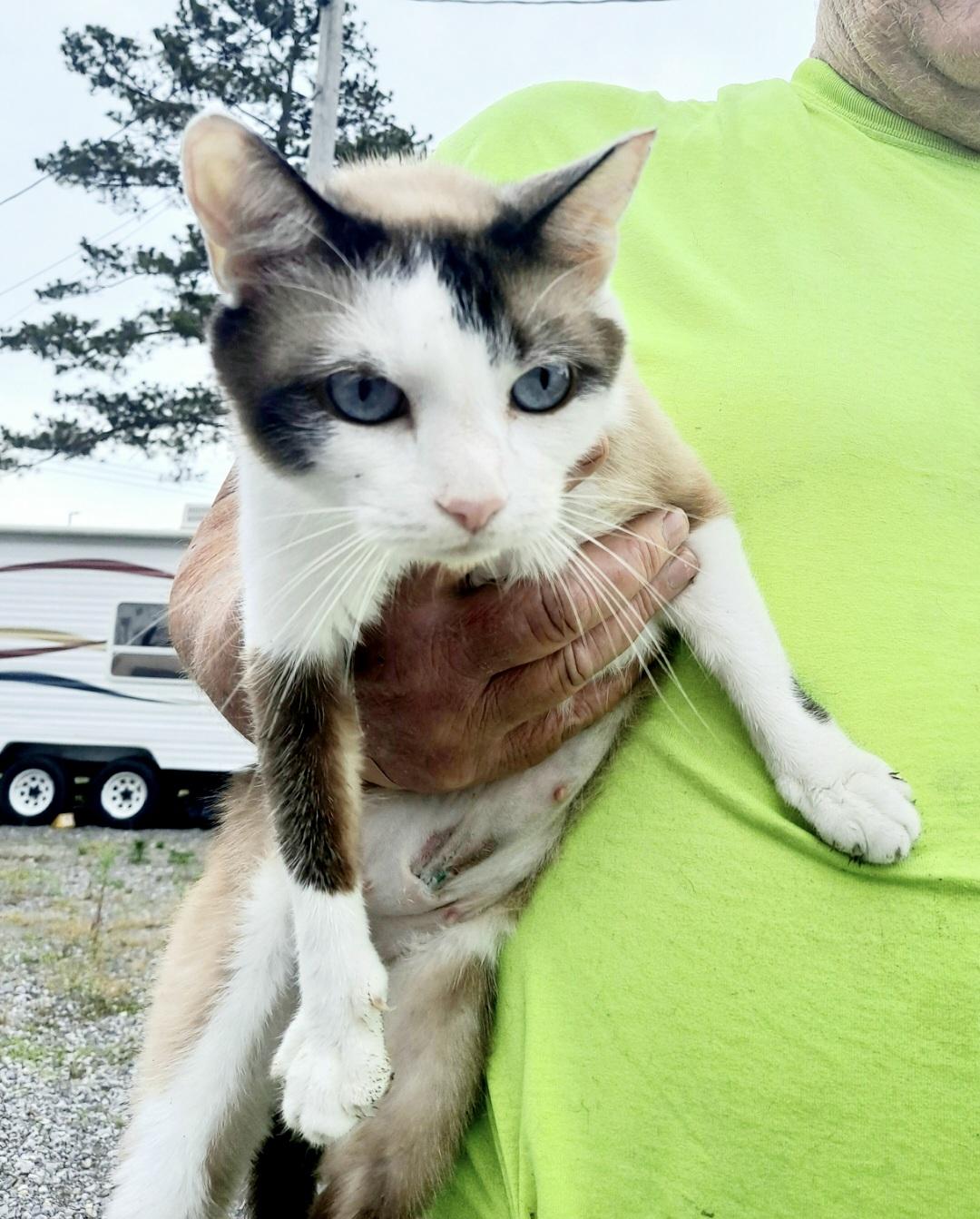 Enlarge Baby Girl-Siamese, a Adoptable Siamese in Chattanooga, TN image 2/3
