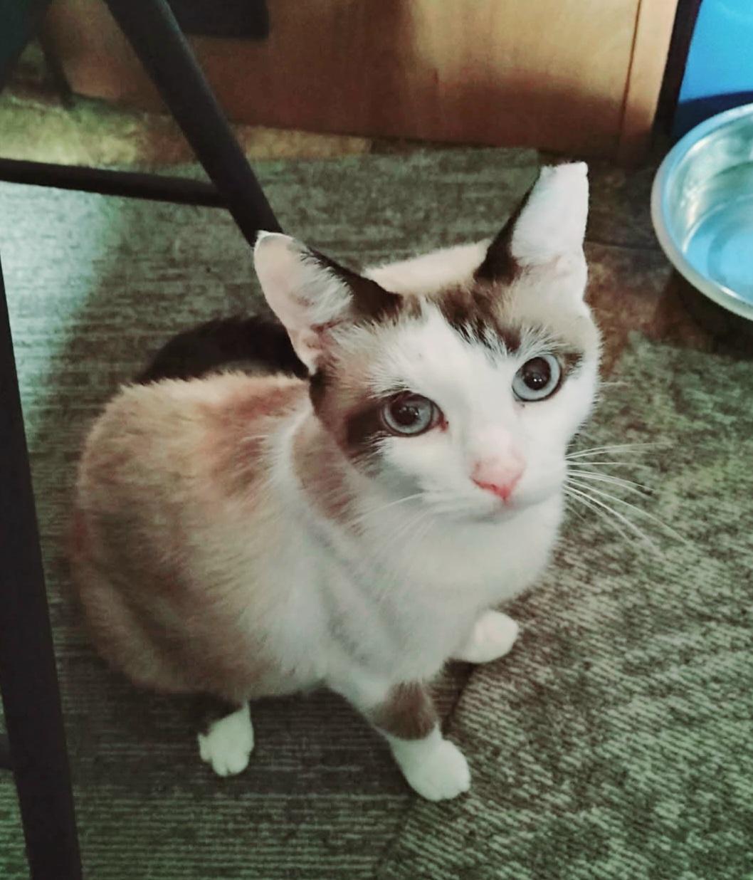 Enlarge Baby Girl-Siamese, a Adoptable Siamese in Chattanooga, TN image 3/3