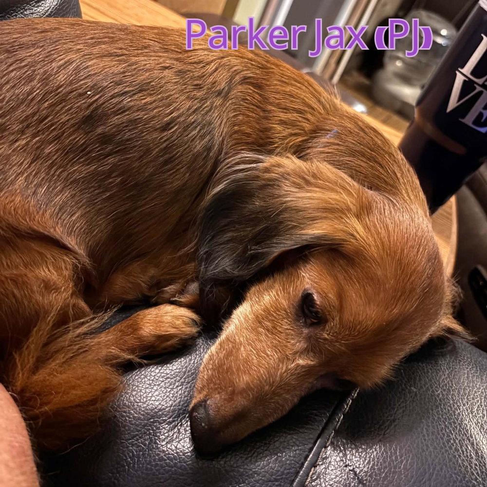Parker Jax (PJ), Adoptable, Adult Male Dachshund.