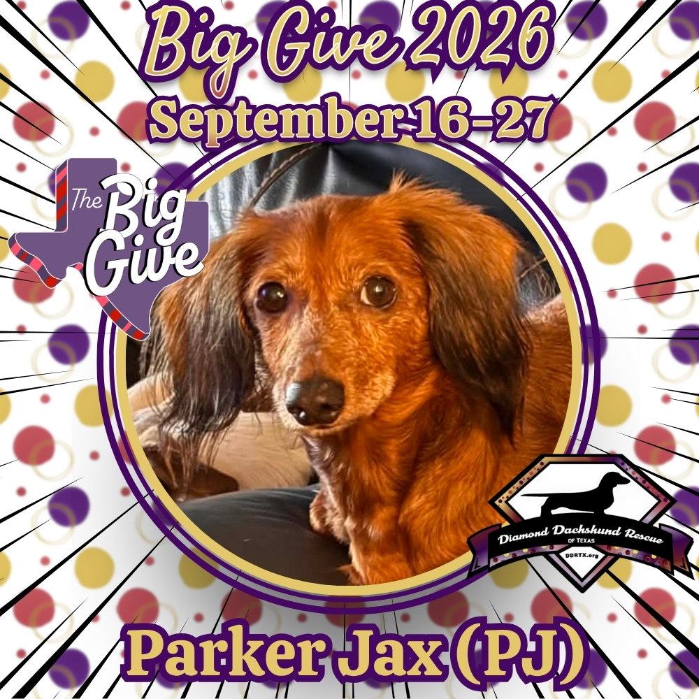 Enlarge Parker Jax (PJ), a Adoptable Dachshund in San Antonio, TX image 2/3