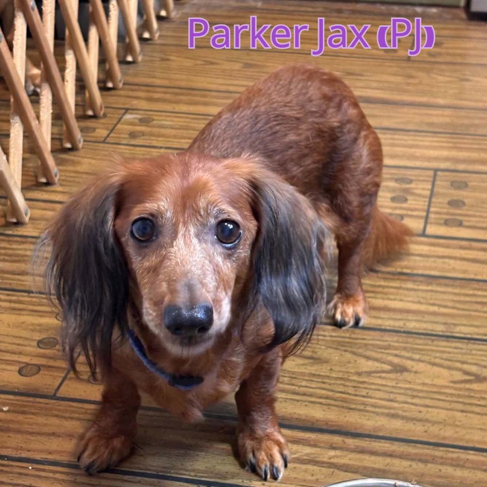 Enlarge Parker Jax (PJ), a Adoptable Dachshund in San Antonio, TX image 3/3