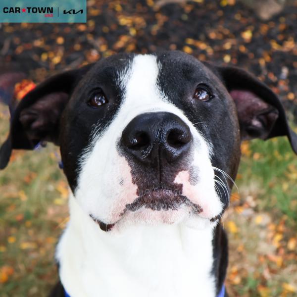 Buddy, Adoptable, Adult Male Pit Bull Terrier.