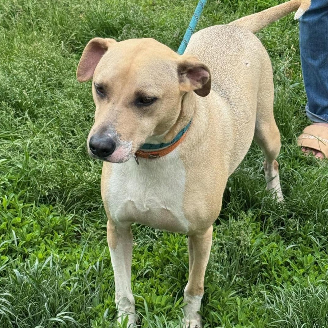 Ollie, an adoptable Labrador Retriever, Hound in Traverse City, MI, 49684 | Photo Image 1