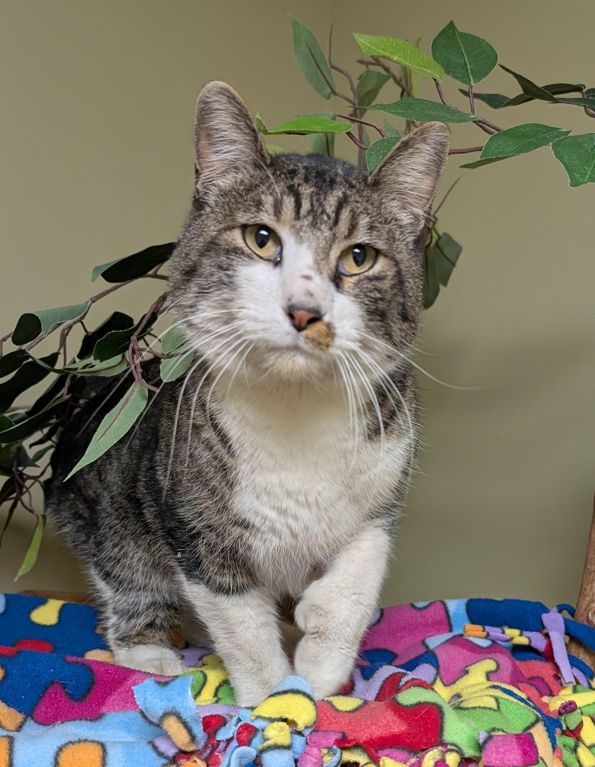 Enlarge Oliver, an adopted Domestic Short Hair in Hastings, NE image 2/3