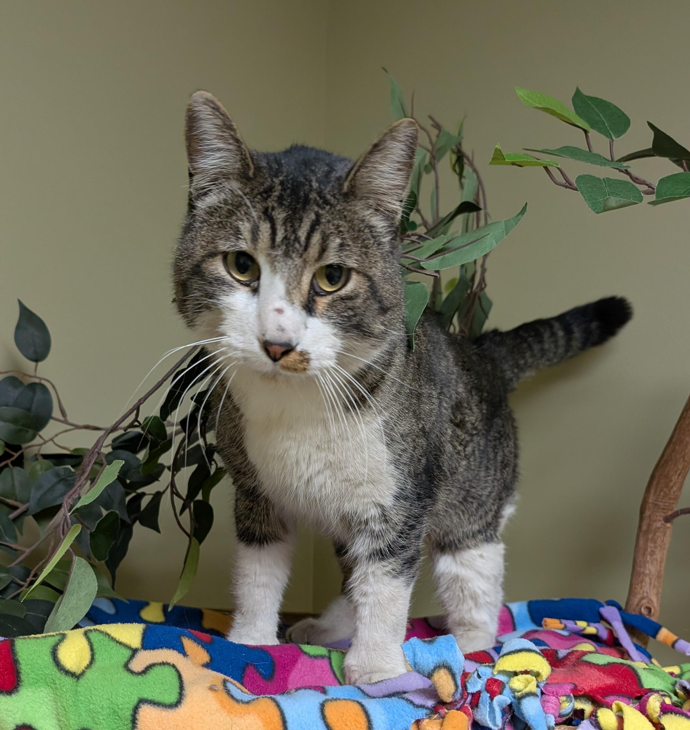 Enlarge Oliver, an adopted Domestic Short Hair in Hastings, NE image 3/3