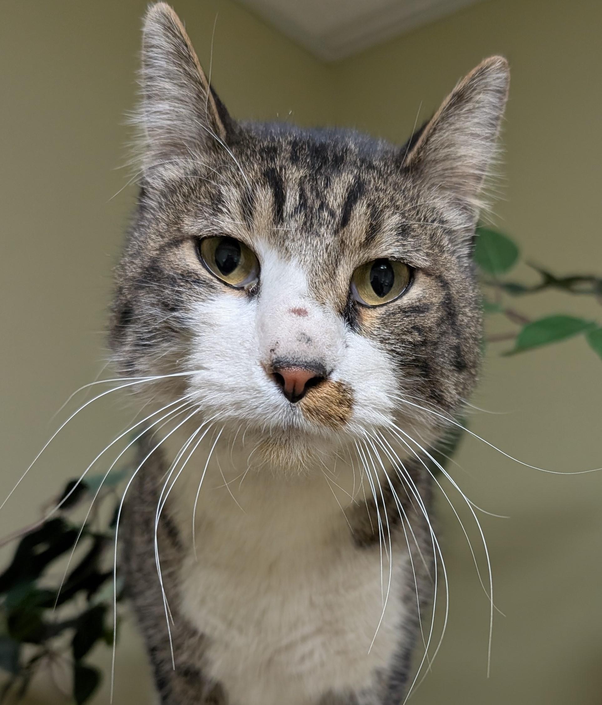 Enlarge Oliver, an adopted Domestic Short Hair in Hastings, NE image 1/3