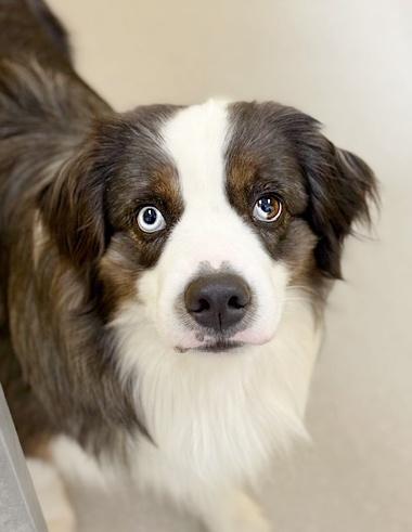 Enlarge River, an adopted Australian Shepherd in Pontiac, MI image 1/1