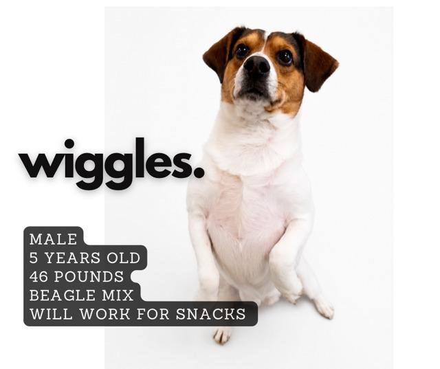 Enlarge Wiggles, a Adoptable Beagle in Ashland, KY image 1/1