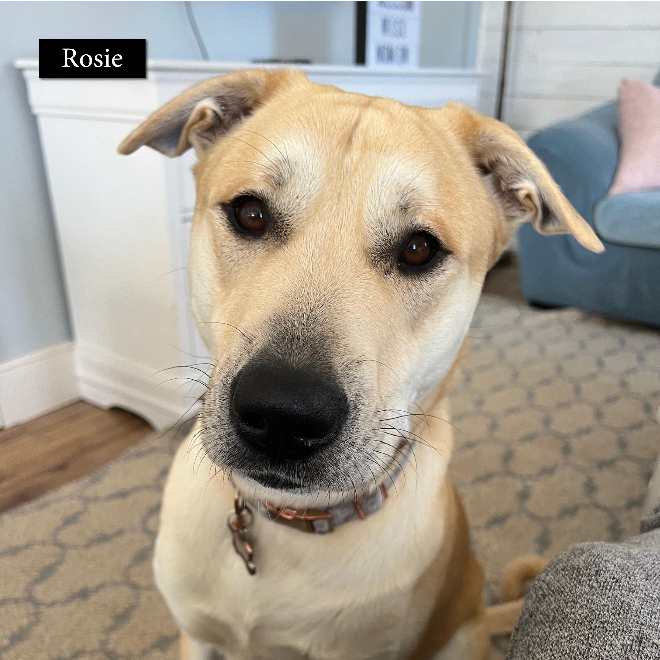 Enlarge Courtesy Posts - Rosie and Nova, a Adoptable Great Pyrenees in South River, ON image 5/6