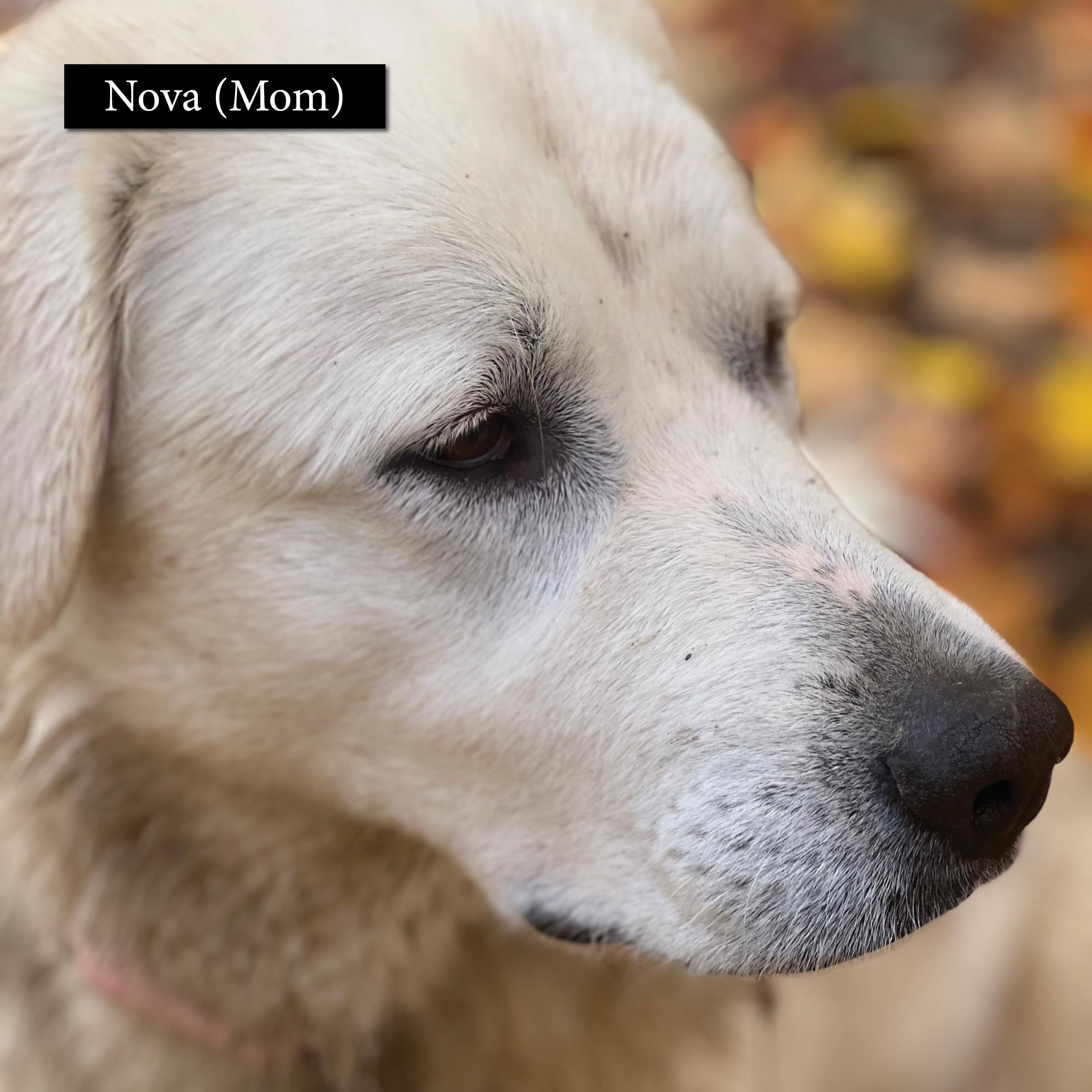 Enlarge Courtesy Posts - Rosie and Nova, a Adoptable Great Pyrenees in South River, ON image 3/6