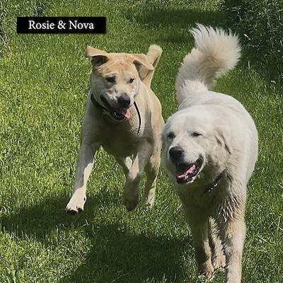 Enlarge Courtesy Posts - Rosie and Nova, a Adoptable Great Pyrenees in South River, ON image 1/6