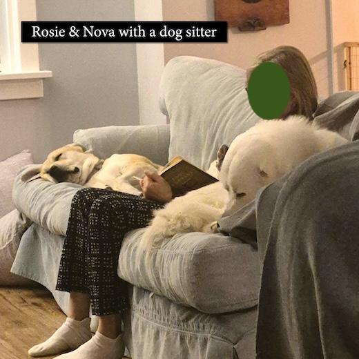 Enlarge Courtesy Posts - Rosie and Nova, a Adoptable Great Pyrenees in South River, ON image 6/6